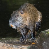 Coypu